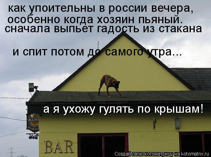 как упоительны в россии вечера, особенно когда хозяин пьяный. сначала выпьет гадость из стакана и ... Котоматрица: как упоительны в россии вечера, особенно когда хозяин пьяный. сначала выпьет гадость из стакана и спит потом до самого утра... а я ухожу гул