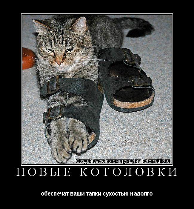 Котоматрица: НОВЫЕ КОТОЛОВКИ обеспечат ваши тапки сухостью надолго