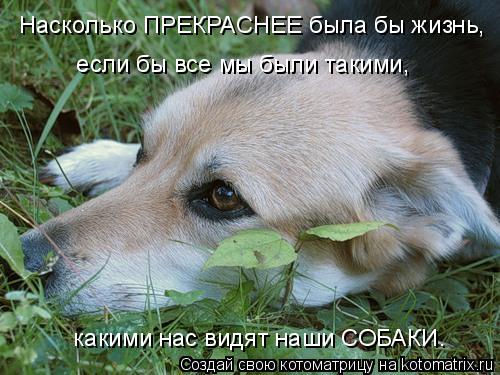 Насколько ПРЕКРАСНЕЕ была бы жизнь, если бы все мы были такими, какими нас видят наши СОБАКИ.... Котоматрица: Насколько ПРЕКРАСНЕЕ была бы жизнь, если бы все мы были такими, какими нас видят наши СОБАКИ.