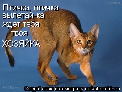 Птичка, птичка вылетай-ка ждет тебя твоя ХОЗЯЙКА... Котоматрица: Птичка, птичка вылетай-ка ждет тебя твоя ХОЗЯЙКА