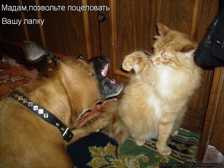 Мадам,позвольте поцеловать Вашу лапку... Котоматрица: Мадам,позвольте поцеловать Вашу лапку