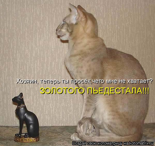 Хозяин, теперь ты просёк,чего мне не хватает? ЗОЛОТОГО ПЬЕДЕСТАЛА!!!... Котоматрица: Хозяин, теперь ты просёк,чего мне не хватает? ЗОЛОТОГО ПЬЕДЕСТАЛА!!!