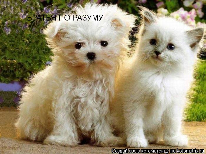 БРАТЬЯ ПО РАЗУМУ... Котоматрица: БРАТЬЯ ПО РАЗУМУ