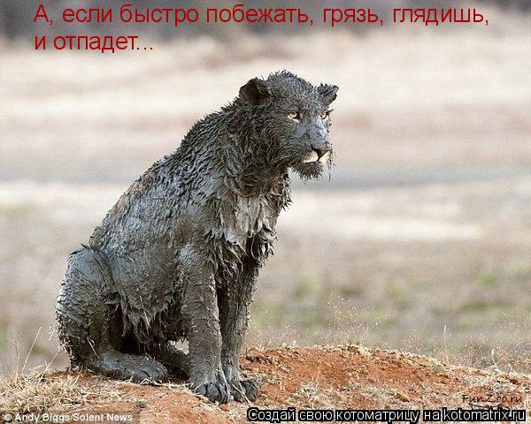 А, если быстро побежать, грязь, глядишь, и отпадет...... Котоматрица: А, если быстро побежать, грязь, глядишь, и отпадет...