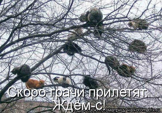 Скоро грачи прилетят. Ждём-с!... Котоматрица: Скоро грачи прилетят. Ждём-с!