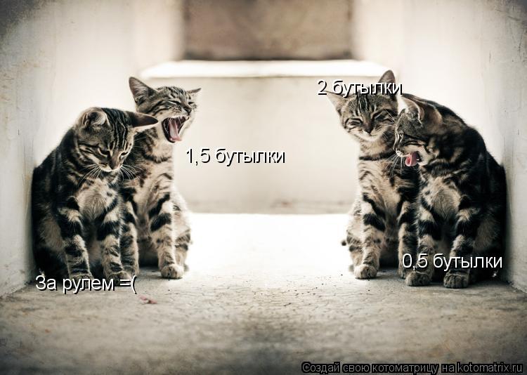 За рулем =( 1,5 бутылки 2 бутылки 0,5 бутылки... Котоматрица: За рулем =( 1,5 бутылки 2 бутылки 0,5 бутылки