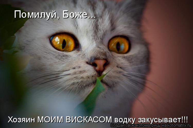 Помилуй, Боже... Хозяин МОИМ ВИСКАСОМ водку закусывает!!! Хозяин МОИМ ВИСКАСОМ водку закусывает!!!... Котоматрица: Помилуй, Боже... Хозяин МОИМ ВИСКАСОМ водку закусывает!!! Хозяин МОИМ ВИСКАСОМ водку закусывает!!!