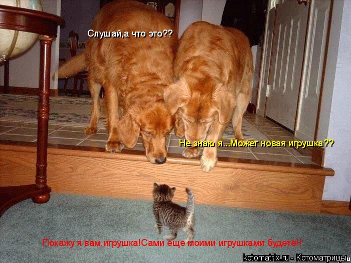 Слушай,а что это?? Не знаю я...Может новая игрушка?? Покажу я вам,игрушка!Сами еще моими игрушками бу... Котоматрица: Слушай,а что это?? Не знаю я...Может новая игрушка?? Покажу я вам,игрушка!Сами еще моими игрушками будете!!