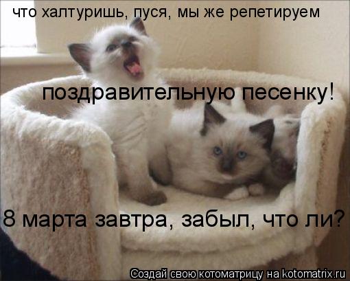 что халтуришь, пуся, мы же репетируем поздравительную песенку! 8 марта завтра, забыл, что ли?... Котоматрица: что халтуришь, пуся, мы же репетируем поздравительную песенку! 8 марта завтра, забыл, что ли?