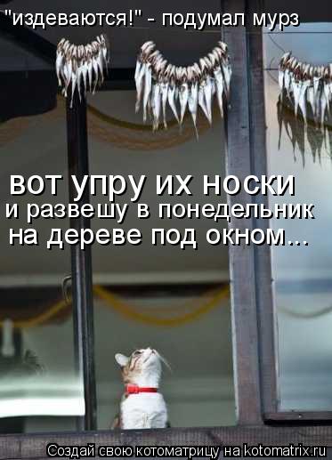 "издеваются!" - подумал мурз вот упру их носки и развешу в понедельник на дереве под окном...... Котоматрица: "издеваются!" - подумал мурз вот упру их носки и развешу в понедельник на дереве под окном...