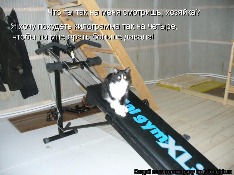 Что ты так на меня смотришь, хозяйка? Я хочу похудеть килограмма так на четыре, чтобы ты мне жрать бо... Котоматрица: Что ты так на меня смотришь, хозяйка? Я хочу похудеть килограмма так на четыре, чтобы ты мне жрать больше давала!