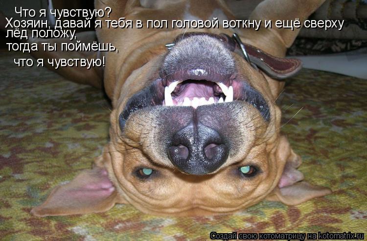 Что я чувствую? Хозяин, давай я тебя в пол головой воткну и ещё сверху лёд положу, тогда ты поймёшь, ... Котоматрица: Что я чувствую? Хозяин, давай я тебя в пол головой воткну и ещё сверху лёд положу, тогда ты поймёшь, что я чувствую!