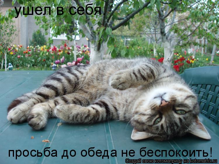 ушел в себя. просьба до обеда не беспокоить!... Котоматрица: ушел в себя. просьба до обеда не беспокоить!