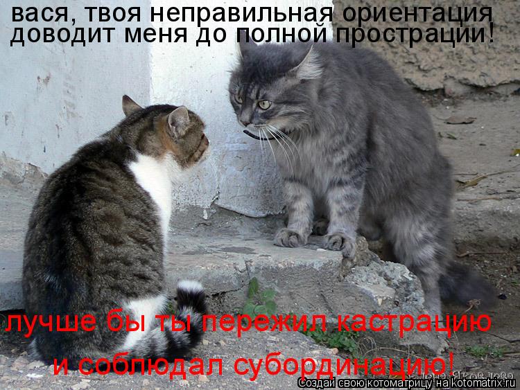 вася, твоя неправильная ориентация доводит меня до полной прострации! лучше бы ты пережил кастрацию и... Котоматрица: вася, твоя неправильная ориентация доводит меня до полной прострации! лучше бы ты пережил кастрацию и соблюдал субординацию!