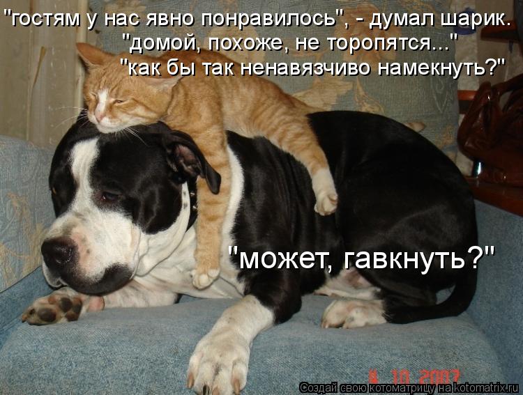 "гостям у нас явно понравилось", - думал шарик. "домой, похоже, не торопятся..." "как бы так ненавяз... Котоматрица: "гостям у нас явно понравилось", - думал шарик. "домой, похоже, не торопятся..." "как бы так ненавязчиво намекнуть?" "может, гавкнуть?"