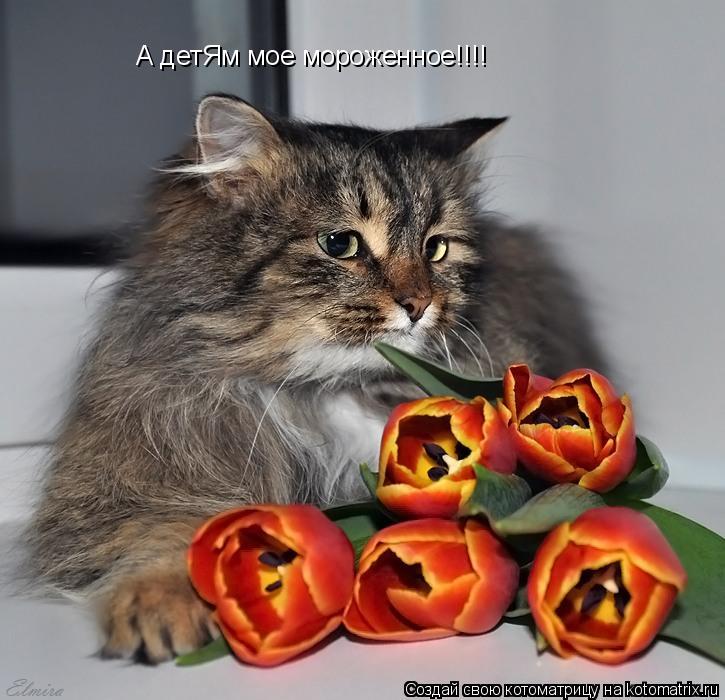 А детЯм мое мороженное!!!!... Котоматрица: А детЯм мое мороженное!!!!