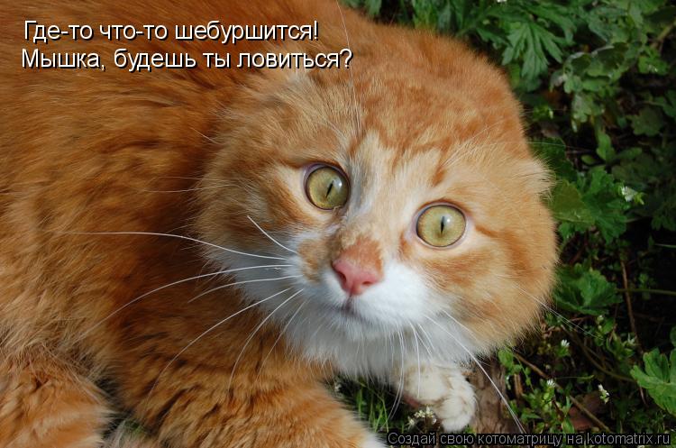 Где-то что-то шебуршится! Мышка, будешь ты ловиться?... Котоматрица: Где-то что-то шебуршится! Мышка, будешь ты ловиться?