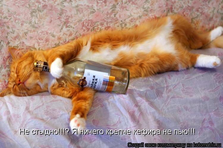 Не стыдно!!!? Я ничего крепче кефира не пью!!!... Котоматрица: Не стыдно!!!? Я ничего крепче кефира не пью!!!