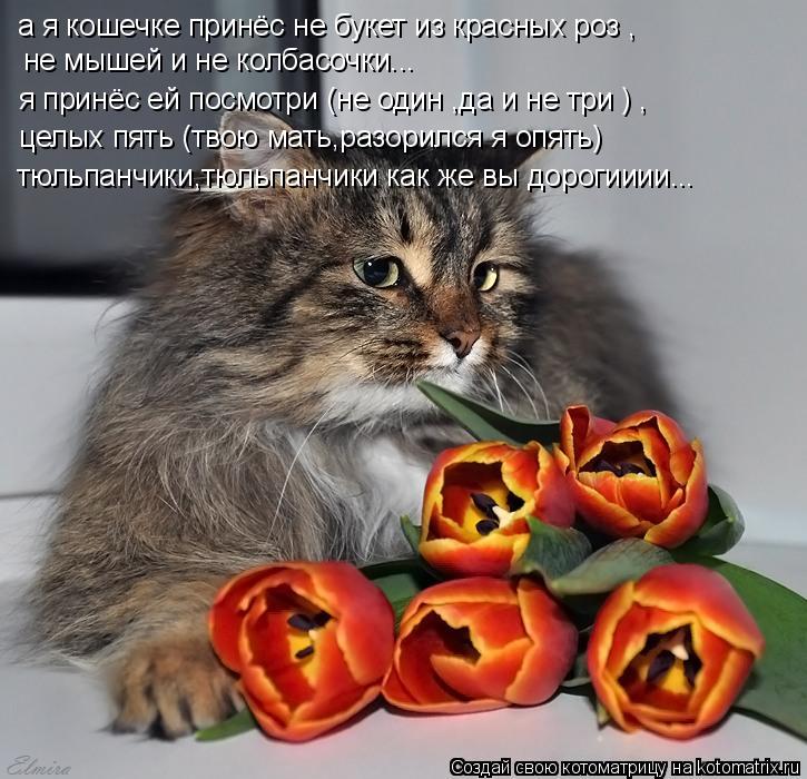 а я кошечке принёс не букет из красных роз , не мышей и не колбасочки... я принёс ей посмотри (не оди... Котоматрица: а я кошечке принёс не букет из красных роз , не мышей и не колбасочки... я принёс ей посмотри (не один ,да и не три ) , целых пять (твою мать,разор
