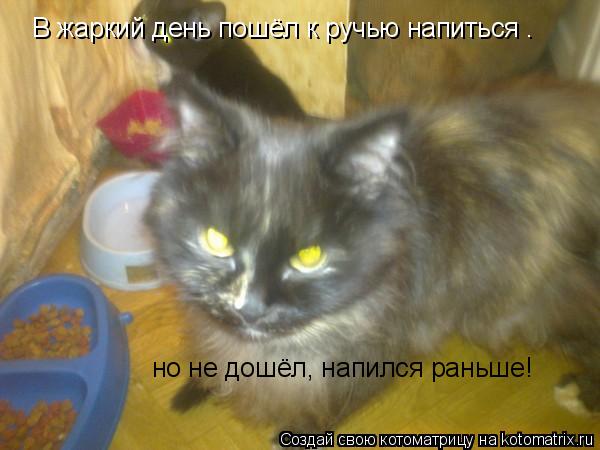 В жаркий день пошёл к ручью напиться — но не дошёл, напился раньше!... Котоматрица: В жаркий день пошёл к ручью напиться — но не дошёл, напился раньше!