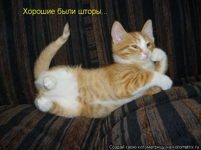 Хорошие были шторы...... Котоматрица: Хорошие были шторы...