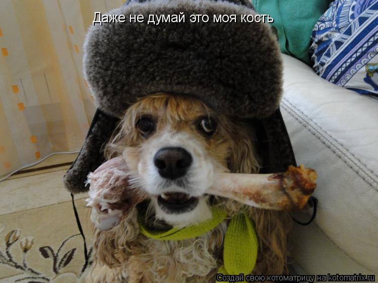 Даже не думай это моя кость... Котоматрица: Даже не думай это моя кость