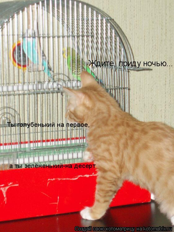 Ждите, приду ночью... Ты голубенький на первое, а ты зелёненький-на десерт... Котоматрица: Ждите, приду ночью... Ты голубенький на первое, а ты зелёненький-на десерт