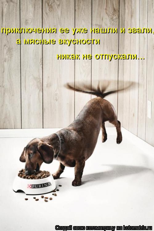 приключения ее уже нашли и звали, а мясные вкусности никак не отпускали...... Котоматрица: приключения ее уже нашли и звали, а мясные вкусности никак не отпускали...