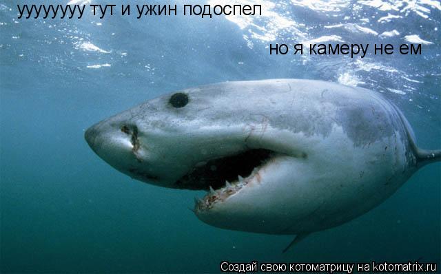 уууууууу тут и ужин подоспел но я камеру не ем... Котоматрица: уууууууу тут и ужин подоспел но я камеру не ем