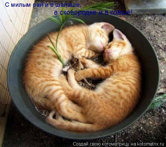 C милым рай и в шалаше, в сковородке и в ковше!... Котоматрица: C милым рай и в шалаше, в сковородке и в ковше!