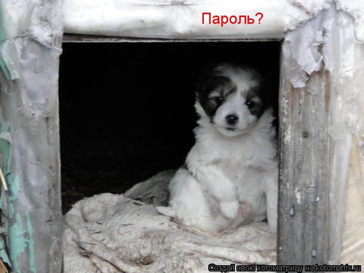 Пароль?... Котоматрица: Пароль?