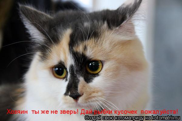 Хозяин ты же не зверь! Дай рыбки кусочек пожалуйста!... Котоматрица: Хозяин ты же не зверь! Дай рыбки кусочек пожалуйста!