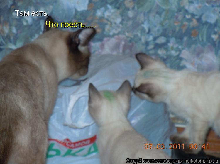 Там есть, Что поесть........ Котоматрица: Там есть, Что поесть.....