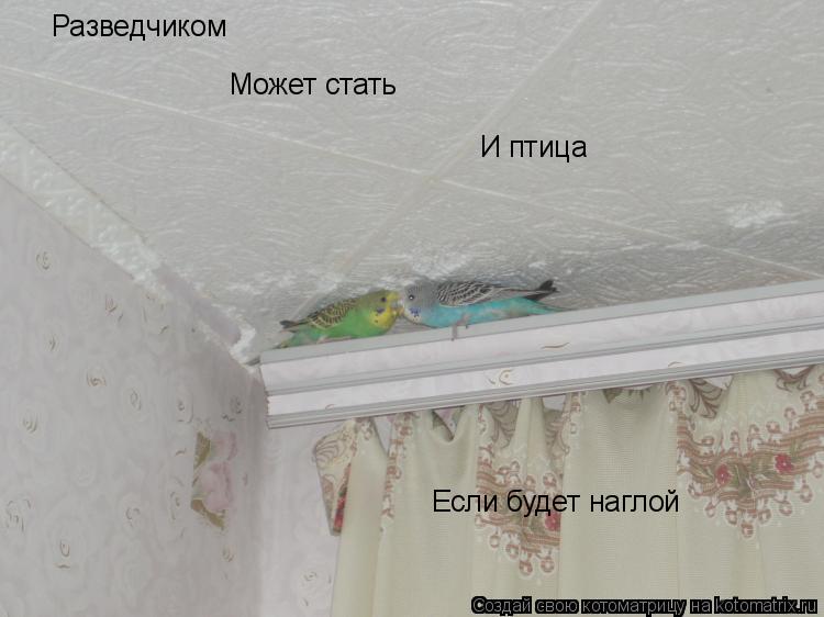 Разведчиком Может стать И птица Если будет наглой... Котоматрица: Разведчиком Может стать И птица Если будет наглой