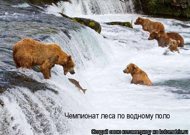 Чемпионат леса по водному поло... Котоматрица: Чемпионат леса по водному поло