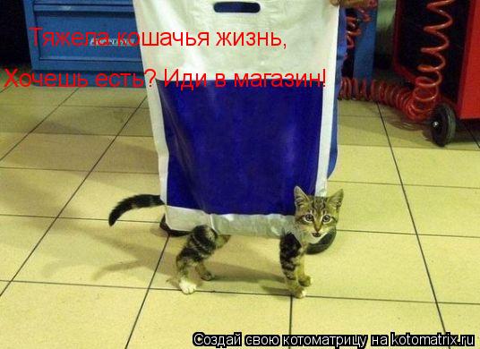 Тяжела кошачья жизнь, Хочешь есть? Иди в магазин!... Котоматрица: Тяжела кошачья жизнь, Хочешь есть? Иди в магазин!