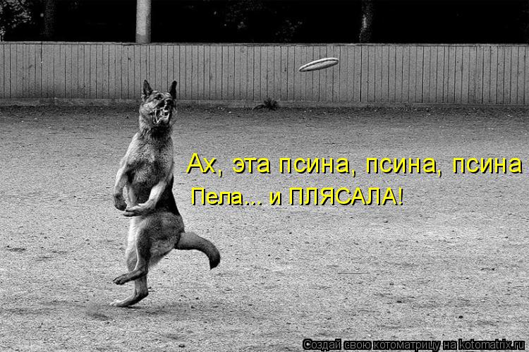 Ах, эта псина, псина, псина Пела... и ПЛЯСАЛА!... Котоматрица: Ах, эта псина, псина, псина Пела... и ПЛЯСАЛА!
