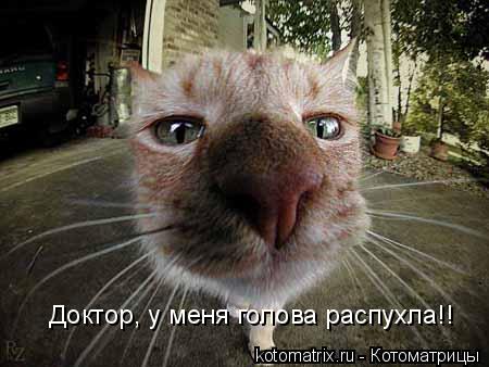 Доктор, у меня голова распухла!!... Котоматрица: Доктор, у меня голова распухла!!