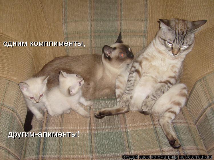 одним комплименты, другим-алименты!... Котоматрица: одним комплименты, другим-алименты!