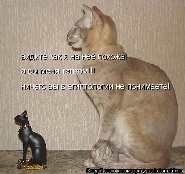 видите как я на неё похожа! а вы меня тапком!!! ничего вы в египтологии не понимаете!... Котоматрица: видите как я на неё похожа! а вы меня тапком!!! ничего вы в египтологии не понимаете!