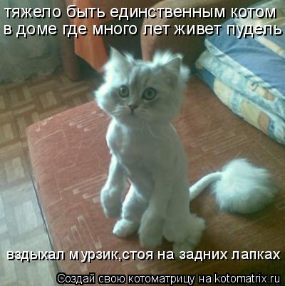 тяжело быть единственным котом в доме где много лет живет пудель вздыхал мурзик,стоя на задних лапка... Котоматрица: тяжело быть единственным котом в доме где много лет живет пудель вздыхал мурзик,стоя на задних лапках