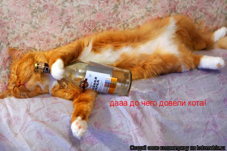Котоматрица: дааа до чего довели кота!