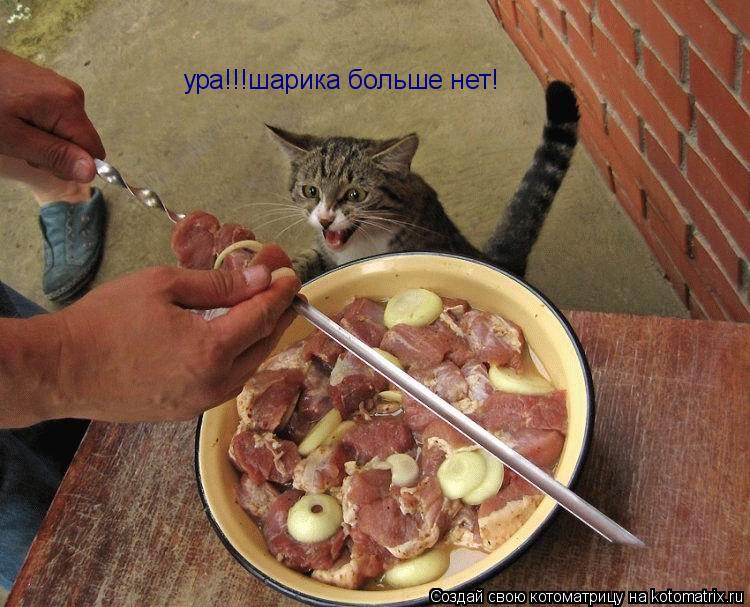 ура!!!шарика больше нет!... Котоматрица: ура!!!шарика больше нет!