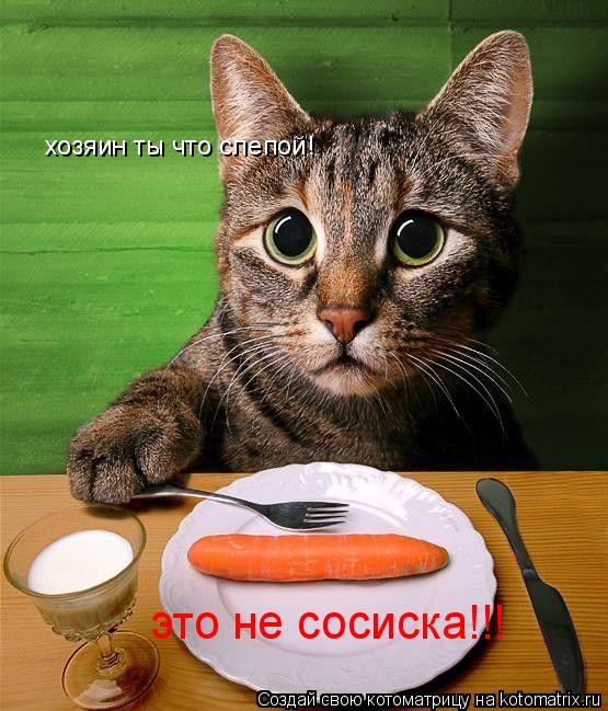 хозяин ты что слепой! это не сосиска!!!... Котоматрица: хозяин ты что слепой! это не сосиска!!!