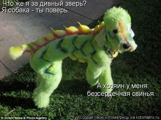 Что же я за дивный зверь? Я собака - ты поверь. А хозяин у меня: безсердечная свинья.... Котоматрица: Что же я за дивный зверь? Я собака - ты поверь. А хозяин у меня: безсердечная свинья.