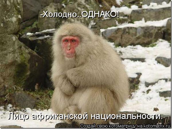 -Холодно..ОДНАКО! Лицо африканской национальности.... Котоматрица: -Холодно..ОДНАКО! Лицо африканской национальности.