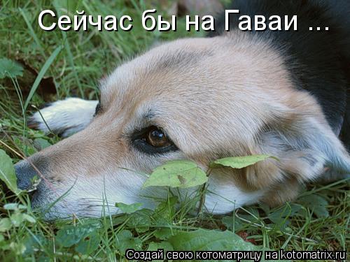 Сейчас бы на Гаваи ...... Котоматрица: Сейчас бы на Гаваи ...