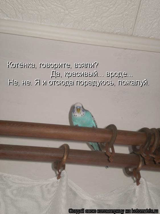 Котёнка, говорите, взяли? Да, красивый... вроде... Не, не. Я и отсюда порадуюсь, пожалуй.... Котоматрица: Котёнка, говорите, взяли? Да, красивый... вроде... Не, не. Я и отсюда порадуюсь, пожалуй.