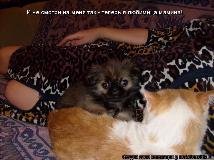 И не смотри на меня так - теперь я любимица мамина!... Котоматрица: И не смотри на меня так - теперь я любимица мамина!