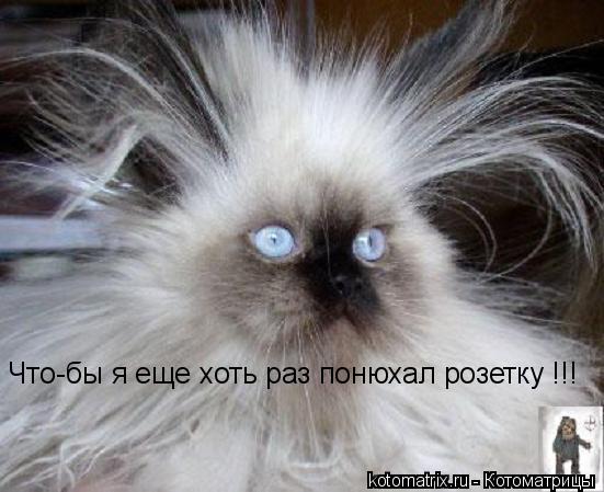 Что-бы я еще хоть раз понюхал розетку !!!... Котоматрица: Что-бы я еще хоть раз понюхал розетку !!!